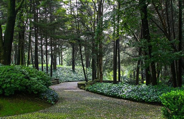 Bosque 6060 - Abilia